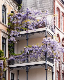 Der Blauregen in der Fundstraße Hannover – eine der meist bewunderten Pflanzen in Hannover. Seine hängenden Blütenstände verzaubern alle Besucher und verwandeln die Stadt in ein Meer aus Farben.