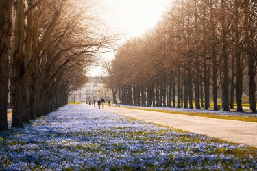 Frühling an der Herrenhäuser Allee mit der Scillablüte im Georgengarten in Hannover
